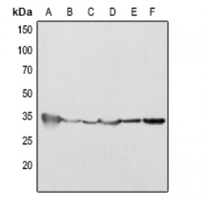 LifeSab™ Cleaved Caspase 2 Rabbit pAb (50 µl)