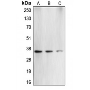 LifeSab™ Caspase 3 Rabbit pAb (50 µl)