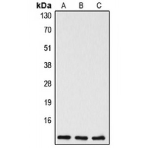 LifeSab™ Caspase 5 p10 Rabbit pAb (50 µl)