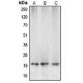 LifeSab™ Caspase 5 p20 Rabbit pAb (50 µl)