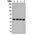 LifeSab™ Caspase 8 (pY380) Rabbit pAb (50 µl)