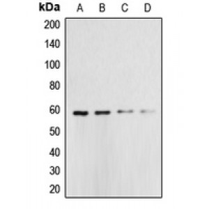 LifeSab™ Caspase 10 Rabbit pAb (50 µl)