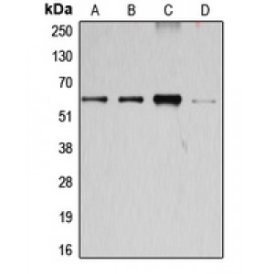 LifeSab™ Cyclin B1 Rabbit pAb (50 µl)