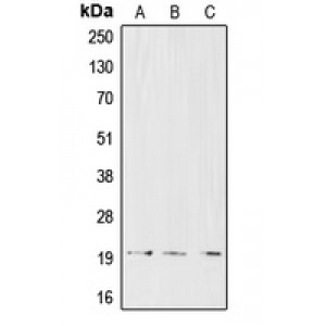 LifeSab™ CD3d Rabbit pAb (50 µl)