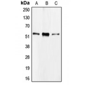 LifeSab™ CDC20 Rabbit pAb (50 µl)