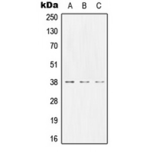 LifeSab™ CD66b Rabbit pAb (50 µl)