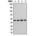 LifeSab™ CHK1 (pS286) Rabbit pAb (50 µl)