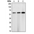 LifeSab™ CHK1 Rabbit pAb (50 µl)