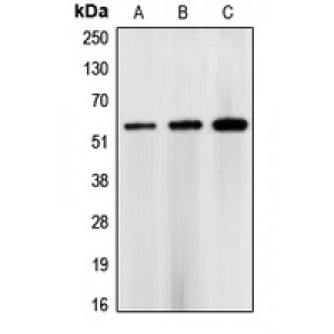 LifeSab™ CHK1 Rabbit pAb (50 µl)