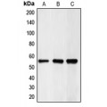 LifeSab™ CHK1 Rabbit pAb (50 µl)