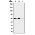 LifeSab™ CLK2 Rabbit pAb (50 µl)