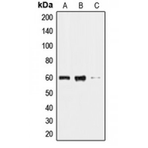 LifeSab™ CLK2 Rabbit pAb (50 µl)