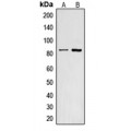 LifeSab™ CNGA2 Rabbit pAb (50 µl)