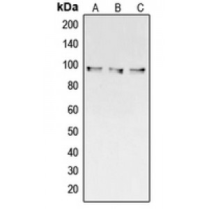 LifeSab™ Collagen 3 alpha 1 Rabbit pAb (50 µl)