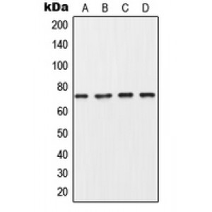 LifeSab™ Collagen 8 alpha 1 Rabbit pAb (50 µl)