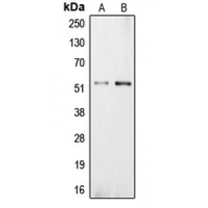 LifeSab™ Carboxypeptidase E Rabbit pAb (50 µl)