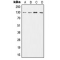 LifeSab™ CD131 Rabbit pAb (50 µl)