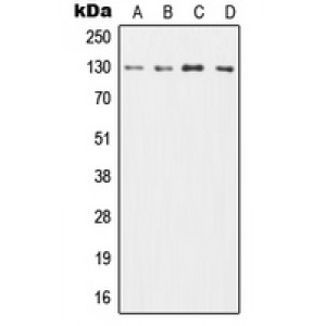 LifeSab™ CD131 Rabbit pAb (50 µl)