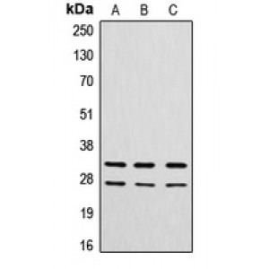 LifeSab™ Cathepsin G Rabbit pAb (50 µl)