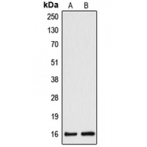 LifeSab™ Cytochrome b5A Rabbit pAb (50 µl)