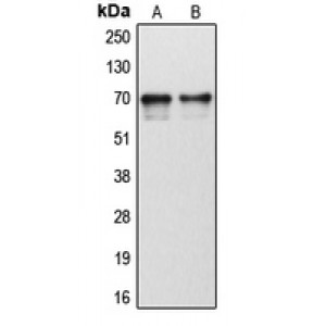 LifeSab™ Cytochrome P450 1B1 Rabbit pAb (50 µl)