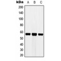 LifeSab™ Cytochrome P450 3A7 Rabbit pAb (50 µl)