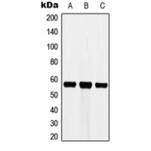 LifeSab™ Cytochrome P450 3A7 Rabbit pAb (50 µl)