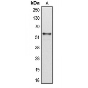 LifeSab™ Cytochrome P450 2B6 Rabbit pAb (50 µl)