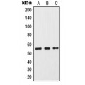 LifeSab™ Cytochrome P450 2C9 Rabbit pAb (50 µl)