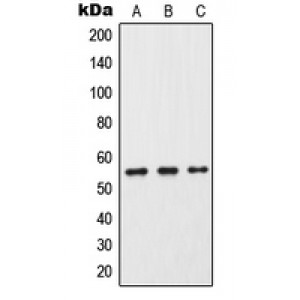 LifeSab™ Cytochrome P450 2C9 Rabbit pAb (50 µl)