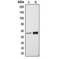 LifeSab™ Cytochrome P450 3A4 Rabbit pAb (50 µl)