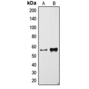 LifeSab™ Cytochrome P450 3A4 Rabbit pAb (50 µl)