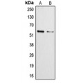 LifeSab™ Cytochrome P450 3A4/5 Rabbit pAb (50 µl)