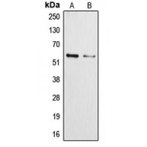 LifeSab™ Cytochrome P450 3A4/5 Rabbit pAb (50 µl)