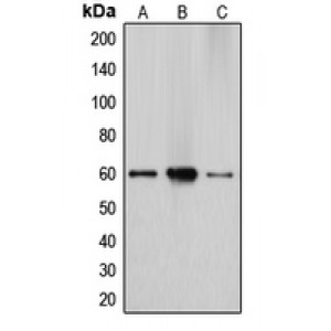 LifeSab™ Cytochrome P450 27A1 Rabbit pAb (50 µl)