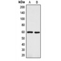 LifeSab™ TRP2 Rabbit pAb (50 µl)