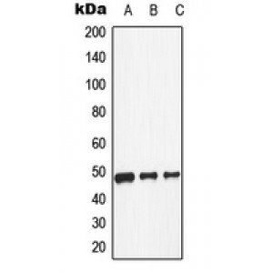 LifeSab™ Dopamine Receptor D1 Rabbit pAb (50 µl)