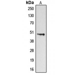 LifeSab™ Dopamine Receptor D4 Rabbit pAb (50 µl)