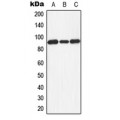 LifeSab™ Dishevelled 3 Rabbit pAb (50 µl)