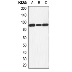 LifeSab™ Dishevelled 3 Rabbit pAb (50 µl)