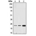 LifeSab™ Ephrin A1 Rabbit pAb (50 µl)