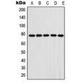 LifeSab™ Fibulin 1 Rabbit pAb (50 µl)