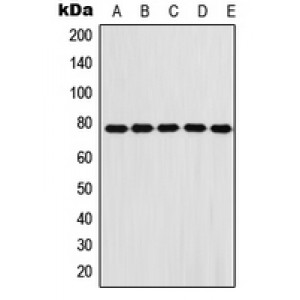 LifeSab™ Fibulin 1 Rabbit pAb (50 µl)