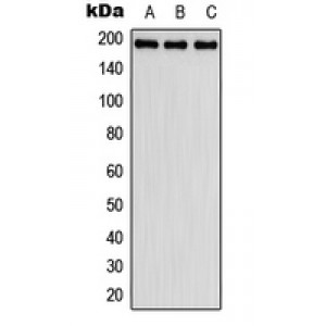 LifeSab™ Fibulin 2 Rabbit pAb (50 µl)