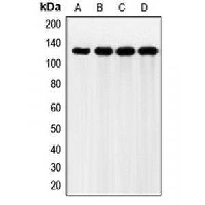 LifeSab™ FGFR2 Rabbit pAb (50 µl)