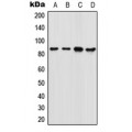 LifeSab™ FOXM1 Rabbit pAb (50 µl)