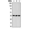 LifeSab™ FPR1 Rabbit pAb (50 µl)