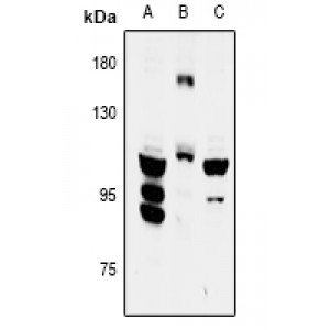 LifeSab™ FYB Rabbit pAb (50 µl)