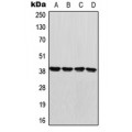 LifeSab™ GDF1 Rabbit pAb (50 µl)