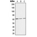 LifeSab™ Glycerol Kinase 2 Rabbit pAb (50 µl)